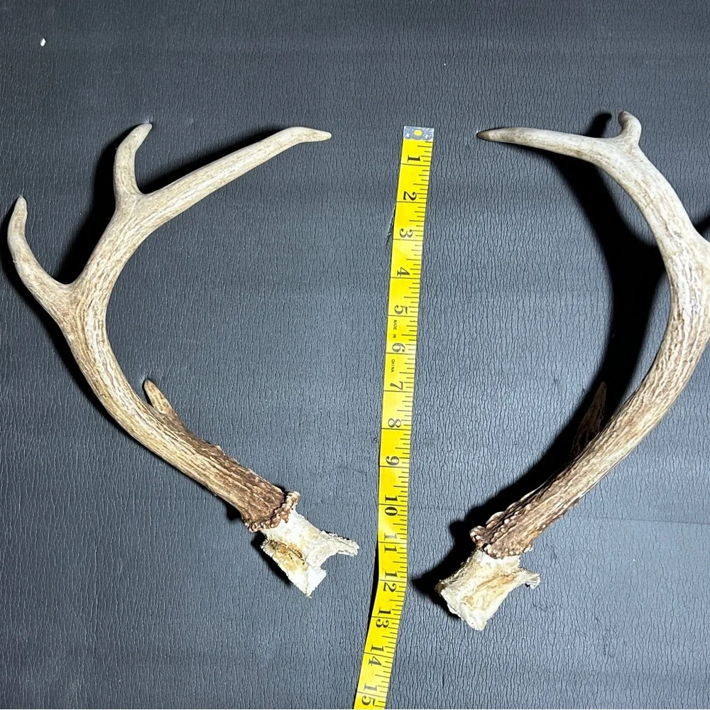 Whitetail Deer Antlers From East Texas. Great For Rattling! 1 Pound 4.7 Ounces